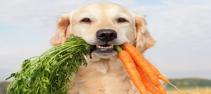 Is a Vegetarian Diet Safe for Dogs?